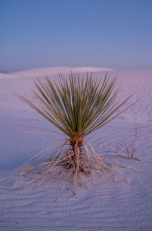 Free Yucca Growing in Desert Stock Photo