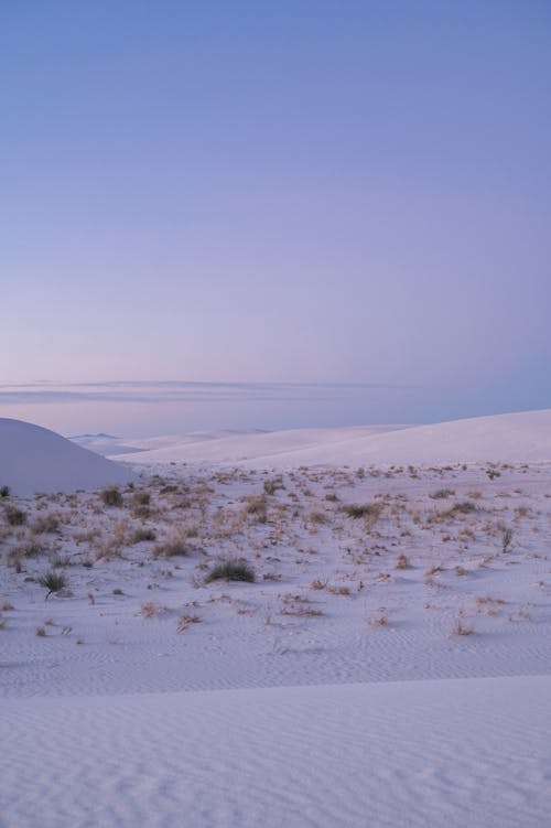 Grass in White Sand Desert