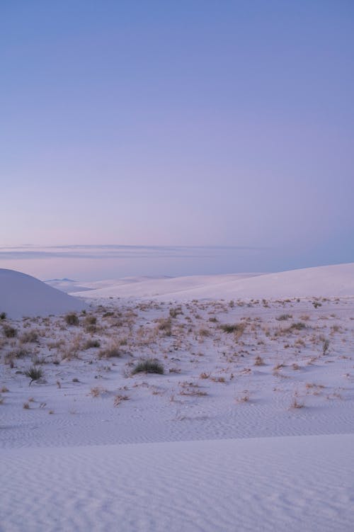 Free Grass in White Sand Desert Stock Photo