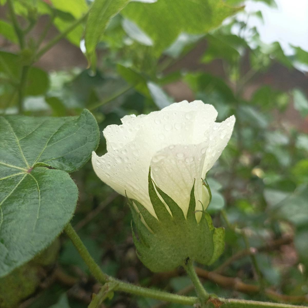 Bottle of extra virgin olive oil with olives and herbs
