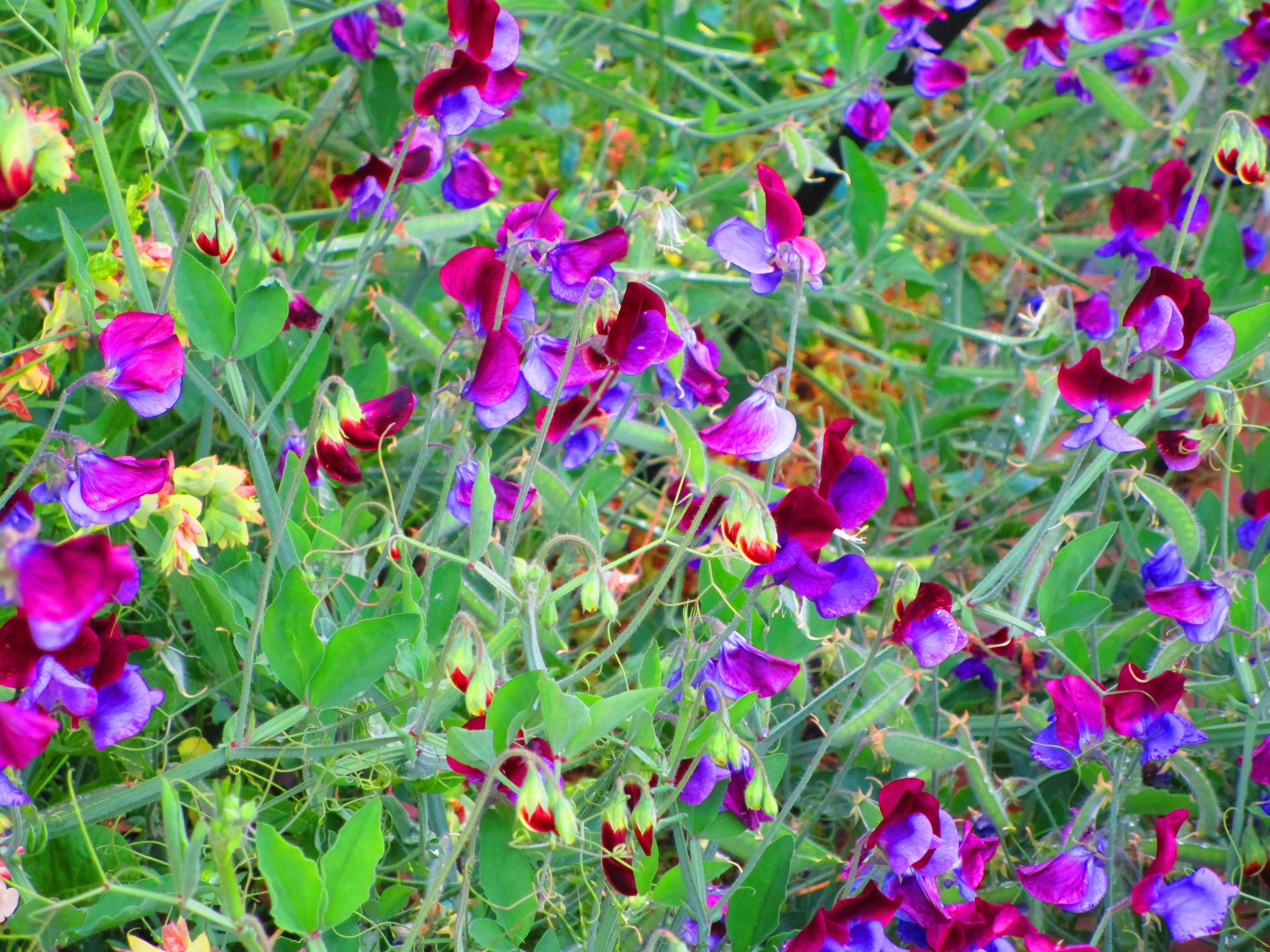Free stock photo of Sweet peas flowers buds purple green garden 555555