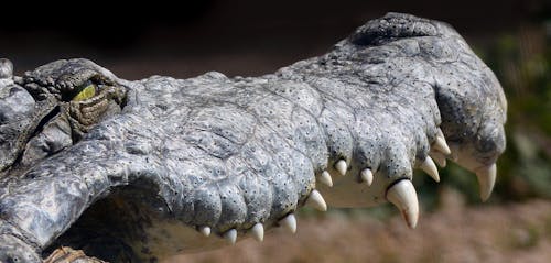Crocodile - Panoramique