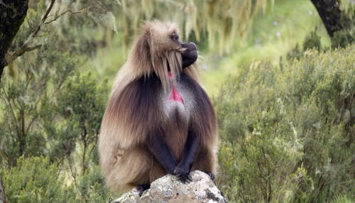 Ilmainen kuvapankkikuva tunnisteilla apina, etiopia, gelada
