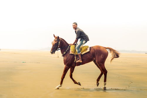 Δωρεάν στοκ φωτογραφιών με canon, άλογο, άμαξα