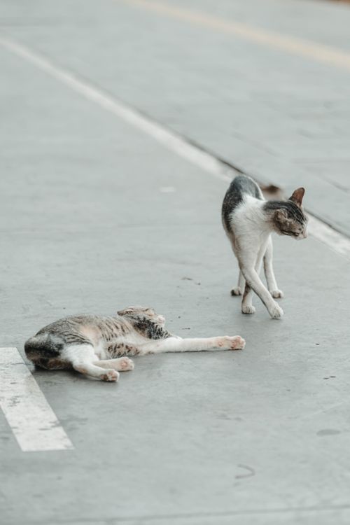 Free Two street cats, one lying and the other stretching, on an urban road with a relaxed vibe. Stock Photo