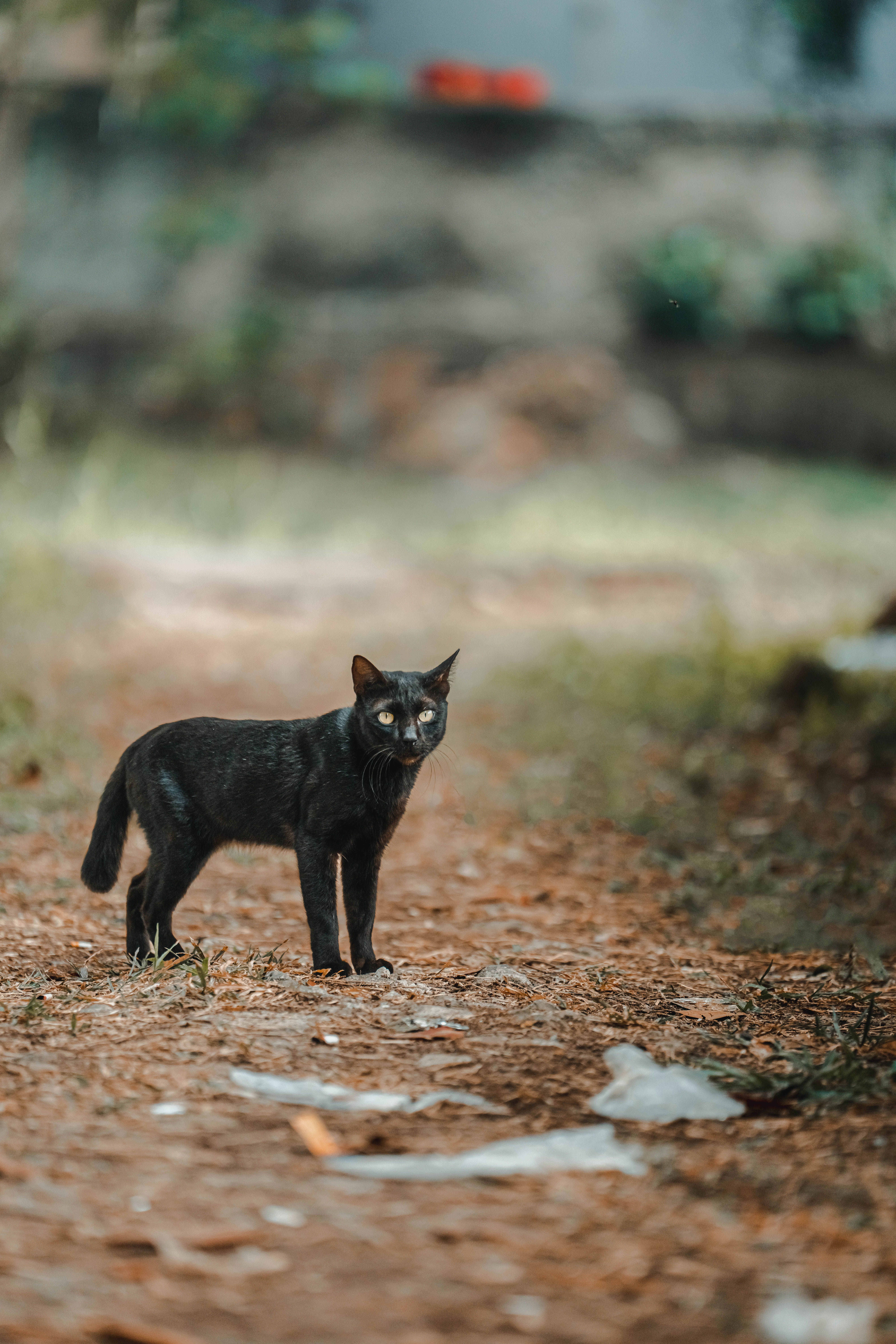Gratuit Photos gratuites de alerte, allée, animal Photos
