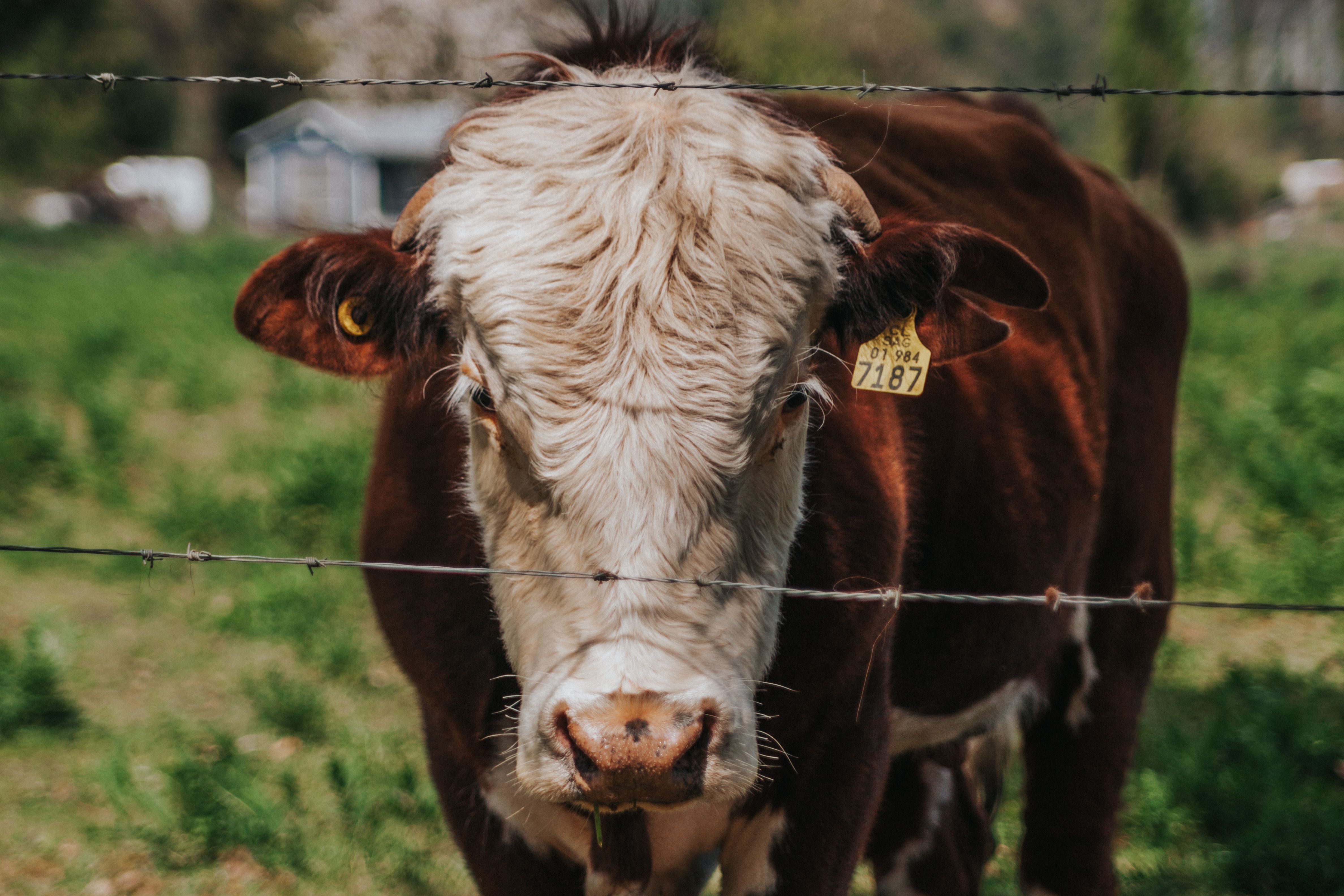 A cow undergoing diagnostic blood testing at a veterinary clinic