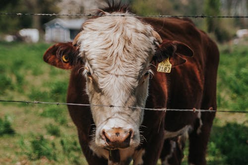 Cow behind Barbed Wire