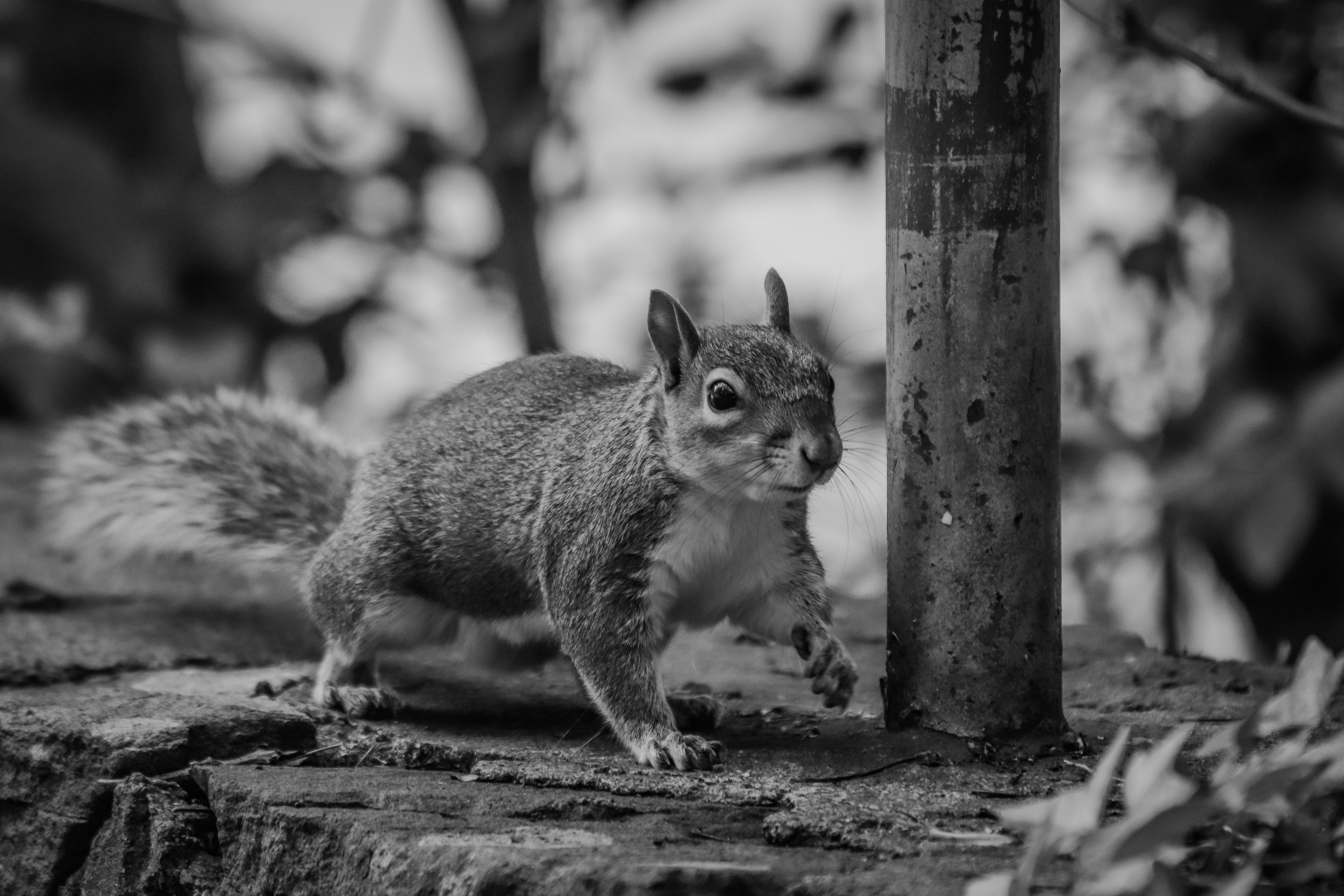 Squirrel In Black And White Free Stock Photo squirrel-in-black-and-white-free-stock-photo