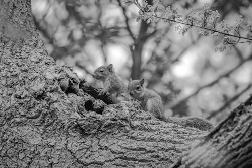 구멍, 나무 둥치, 동물 사진의 무료 스톡 사진
