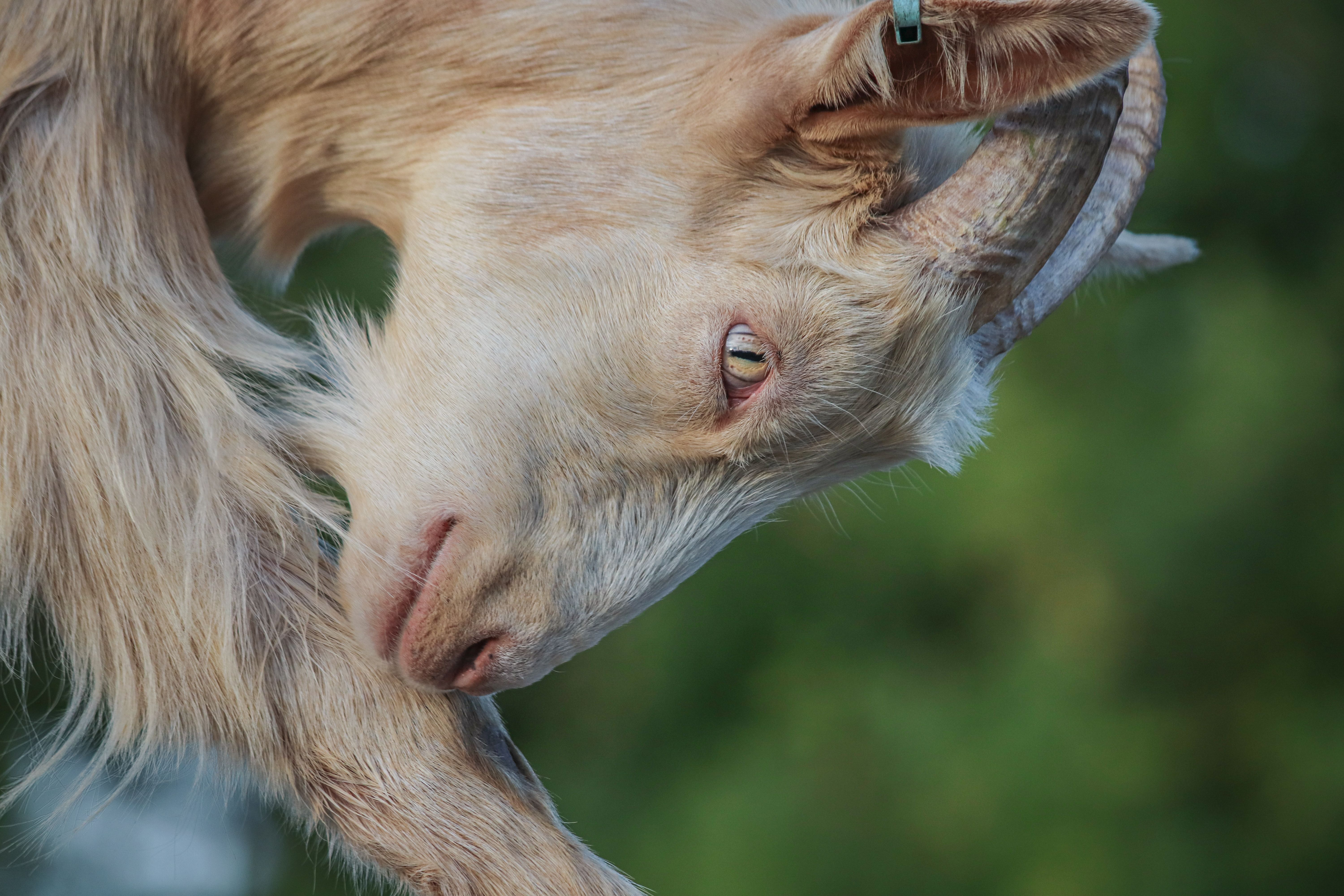 Veterinarian examining a goat during a checkup
