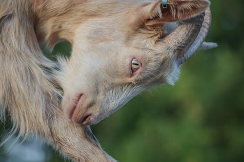 Close up of Goat Head