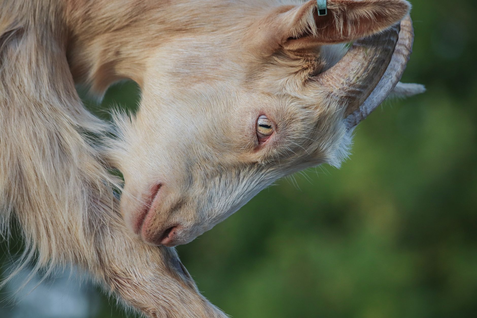 Veterinarian examining a goat during a checkup