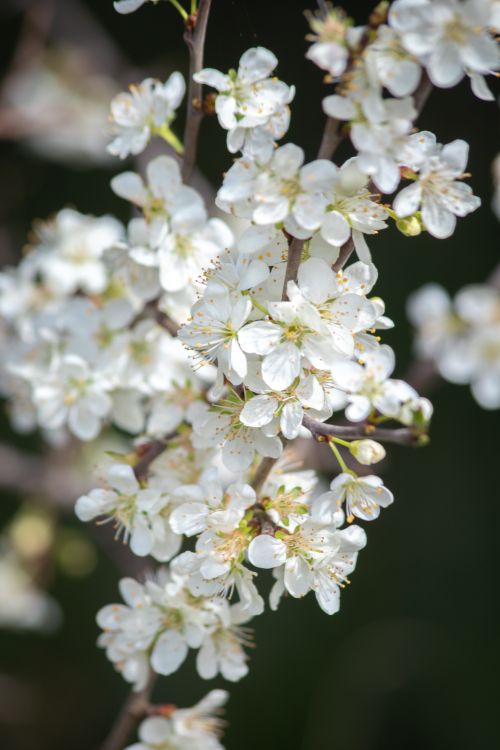 Free Detailed close-up of white blossoms on a branch during springtime, depicting natural beauty. Stock Photo