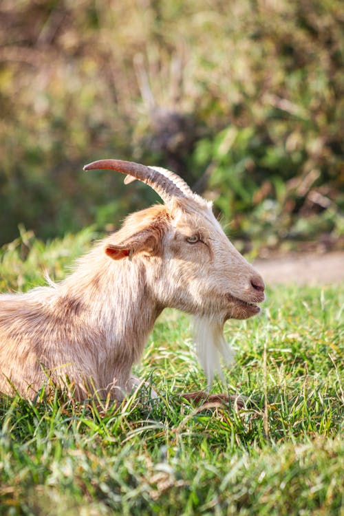Goat Lying Down on Grass