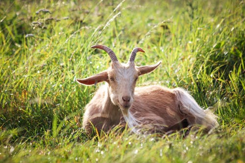 Goat Lying Down on Grass