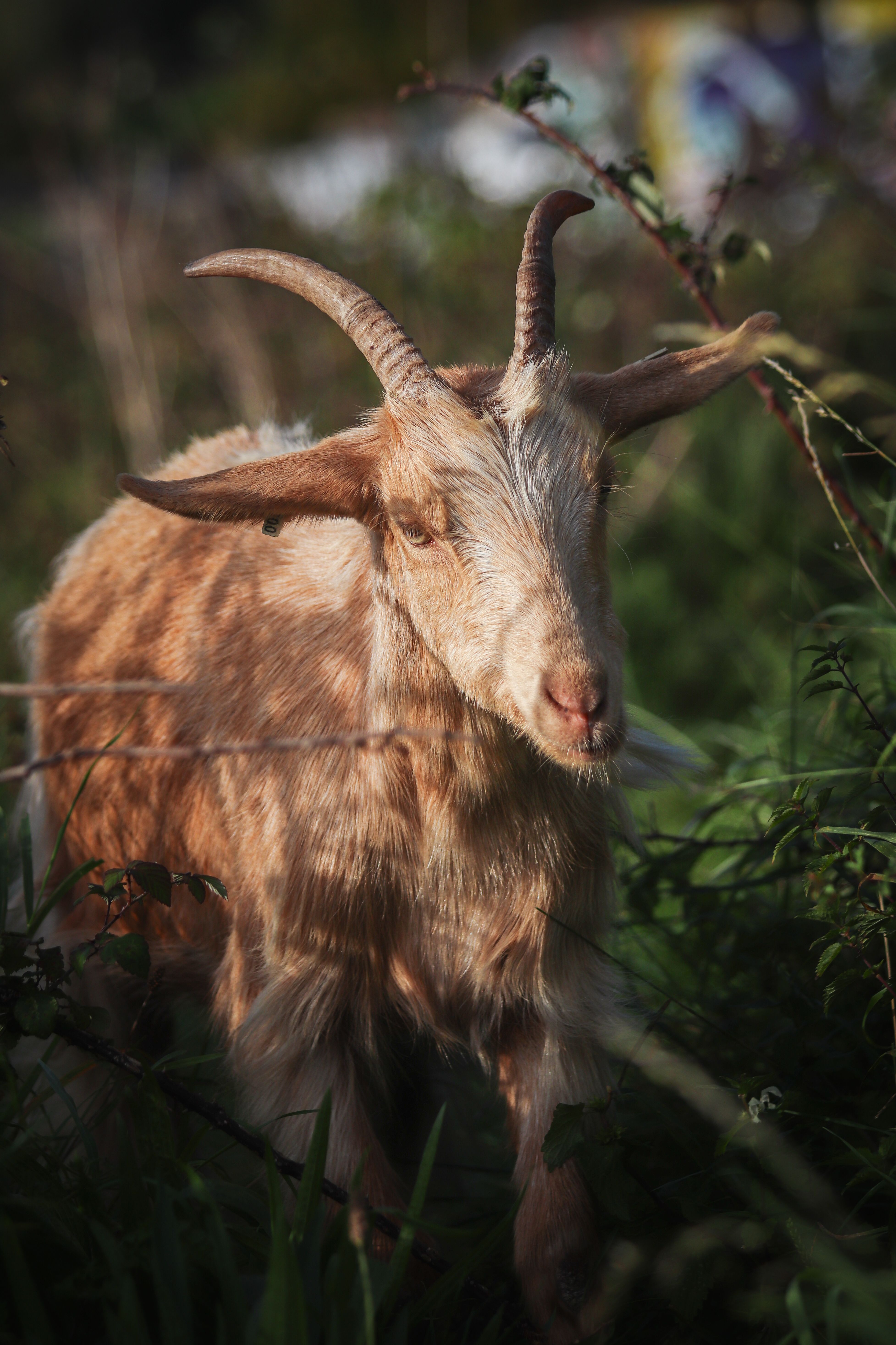 Detailed close-up of a goat with horns in a natural setting.