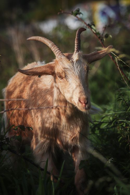 Free Detailed close-up of a goat with horns in a natural setting. Stock Photo
