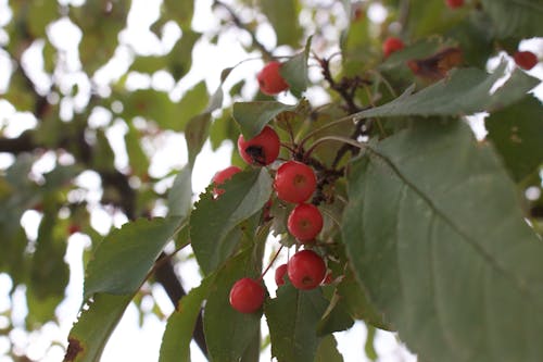 Free stock photo of berries, brown, camera