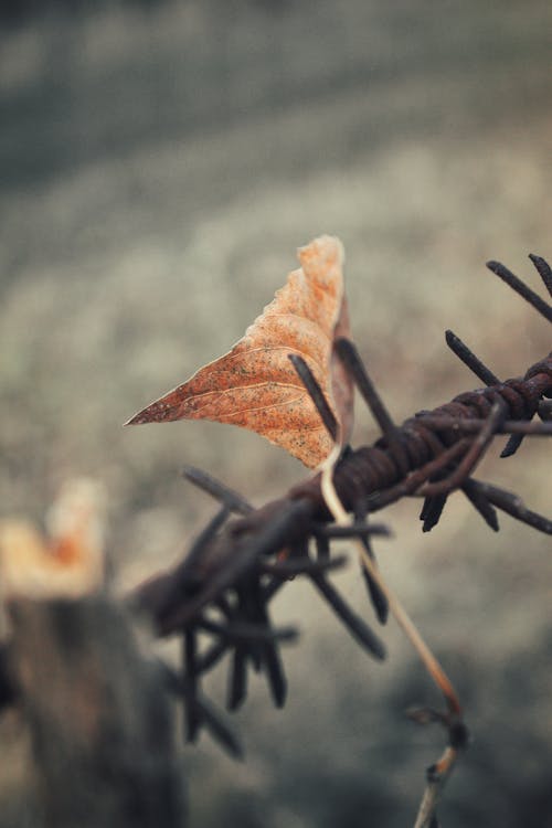 Dry Autumn Leaf on Rusty Barbed Wire