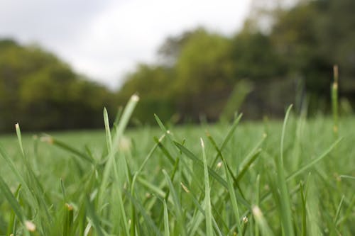 Green Grass Field