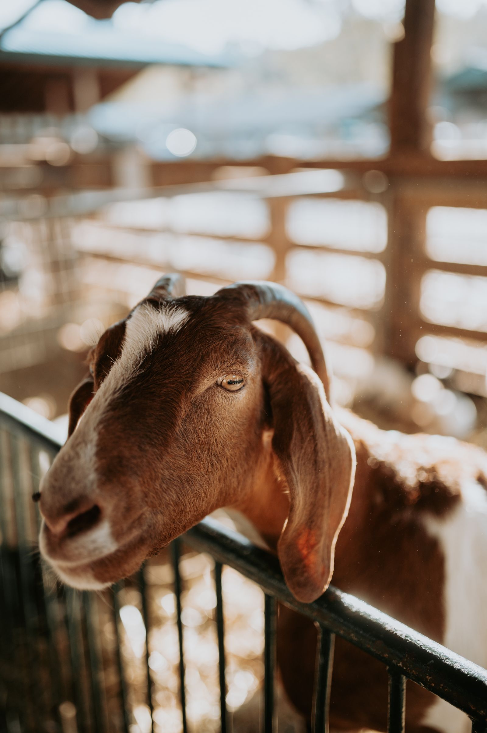 Photo d'ambiance d'une chèvre dans une ferme