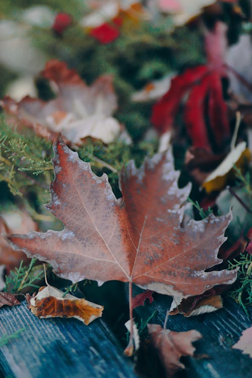 Close up of Colorful, Autumn Leaves