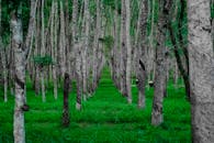 郁郁葱葱的森林景色宁静，树干又高又直