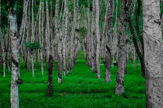 郁郁葱葱的森林景色宁静，树干又高又直