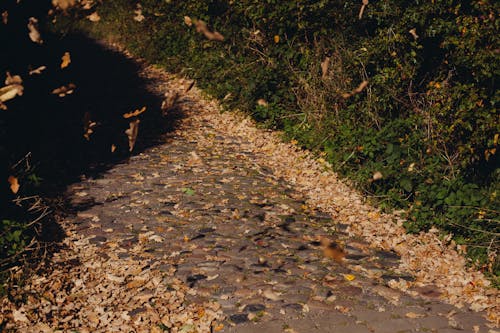 圓石, 葉子, 路 的 免費圖庫相片