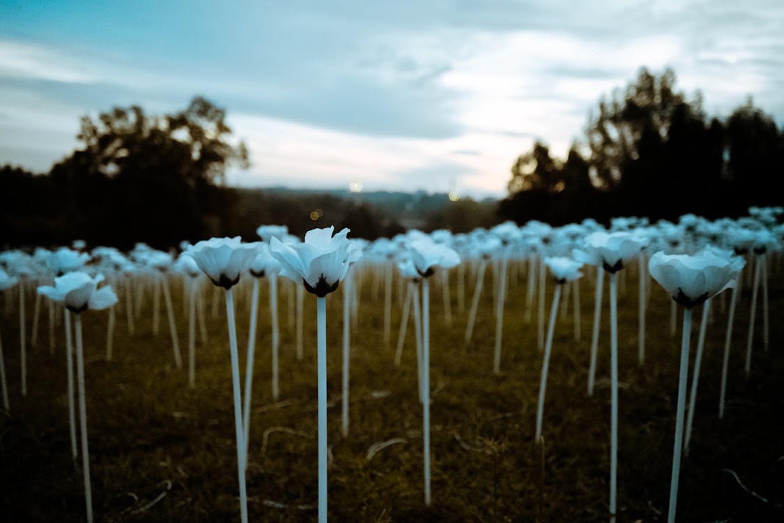 White Flowers