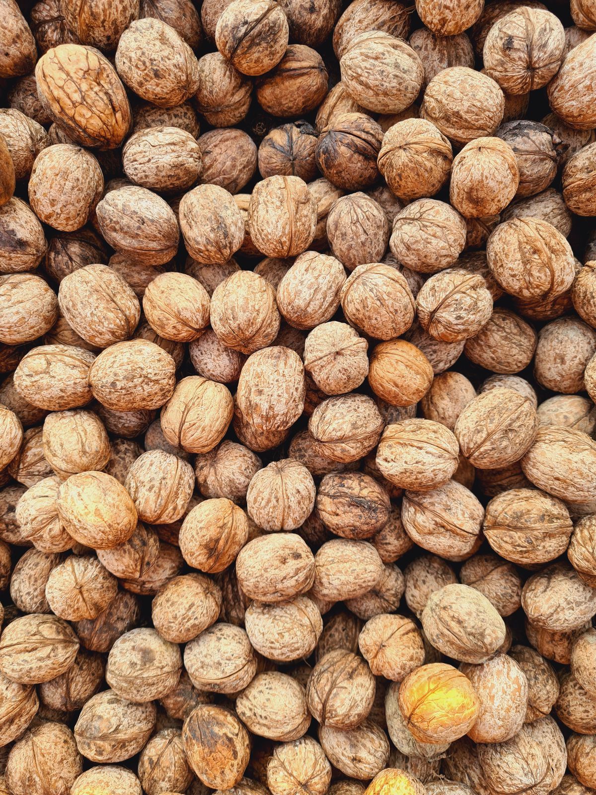 Walnuts in shell before grading