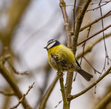 bird photo