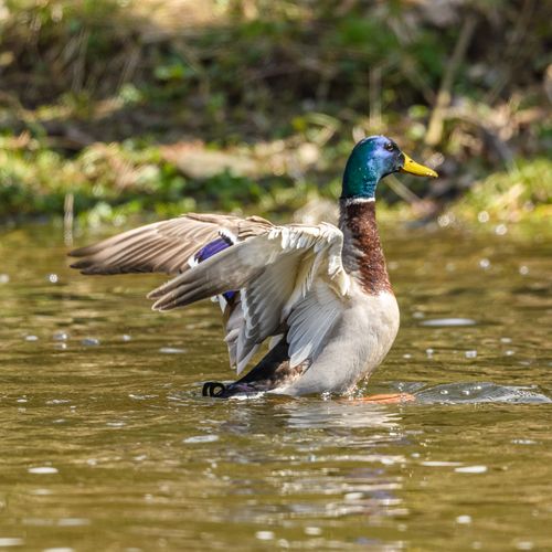 Free A mallard duck flapping its wings on a serene pond with lush greenery in the background. Stock Photo