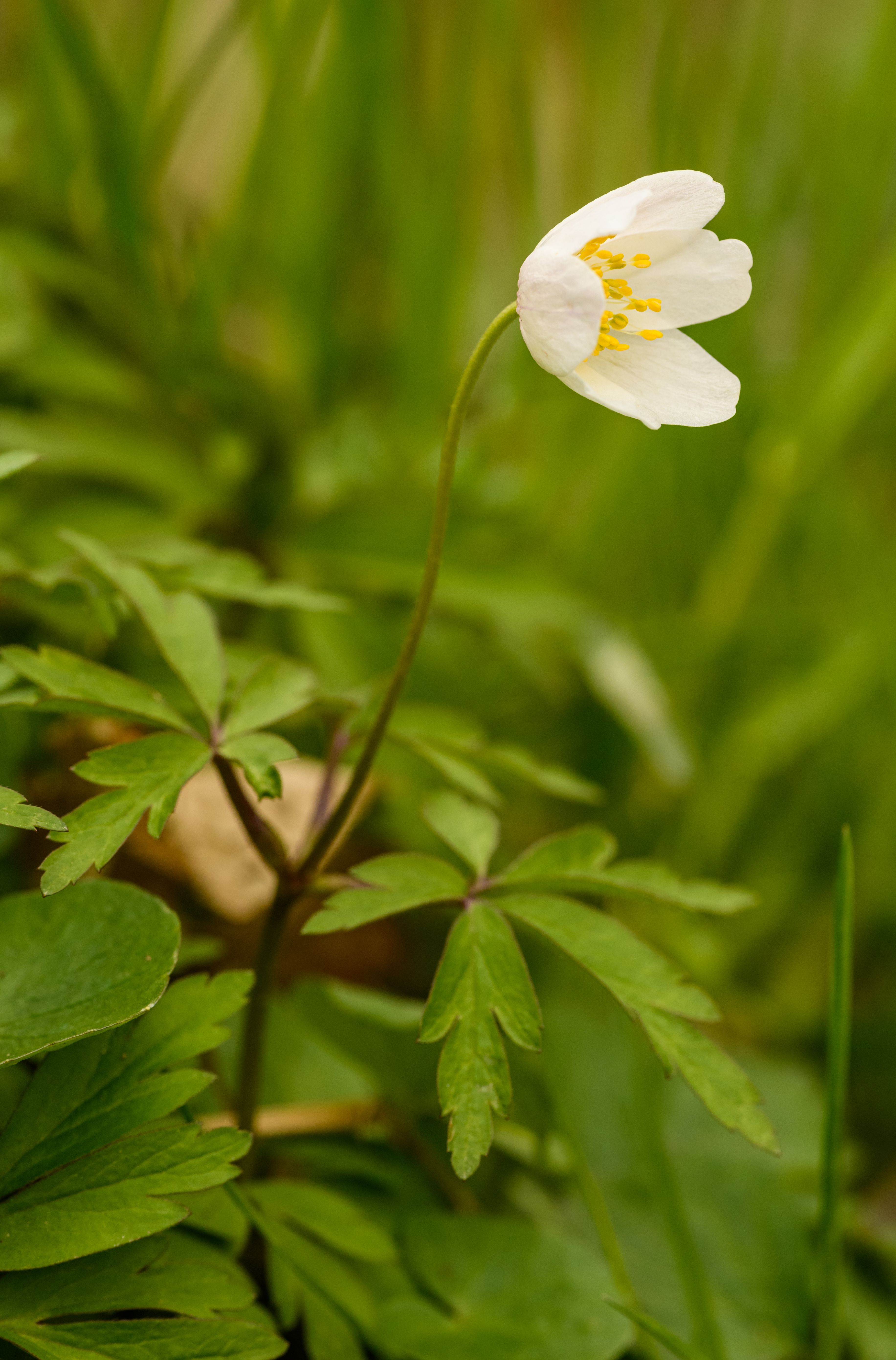 White Flower in a Forest · Free Stock Photo