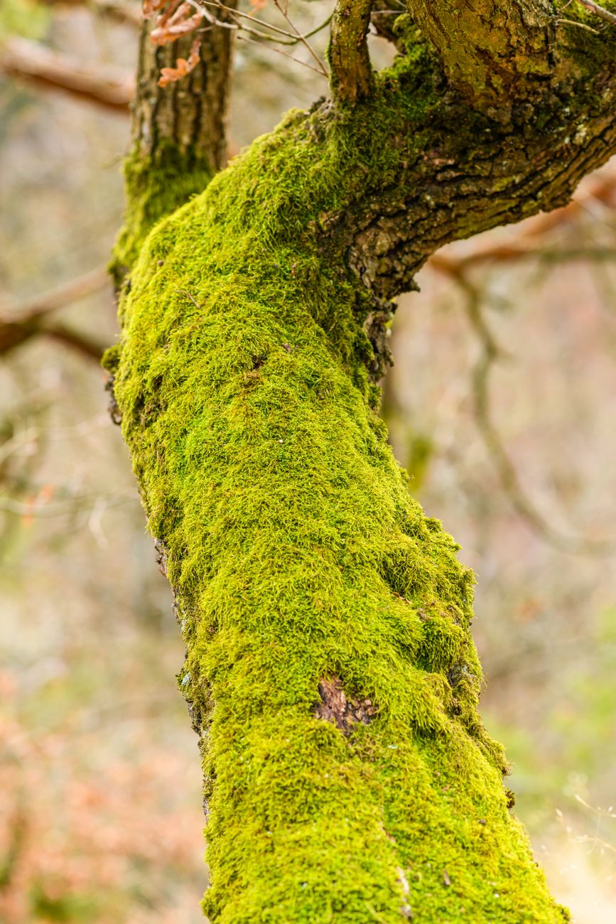Close-up of a tree branch covered in vibrant green moss in a serene forest.. close, tree, branch