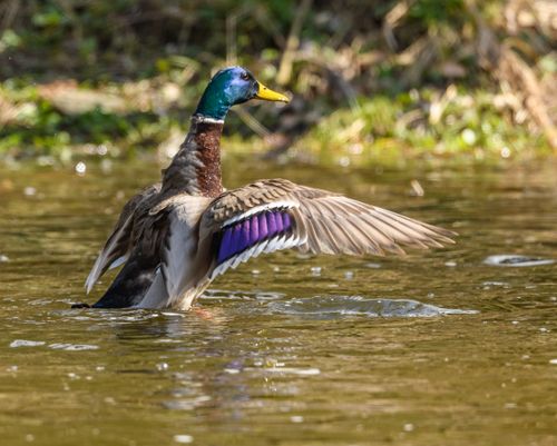 Free Vibrant male mallard duck spreading wings on a serene lake in daylight. Stock Photo