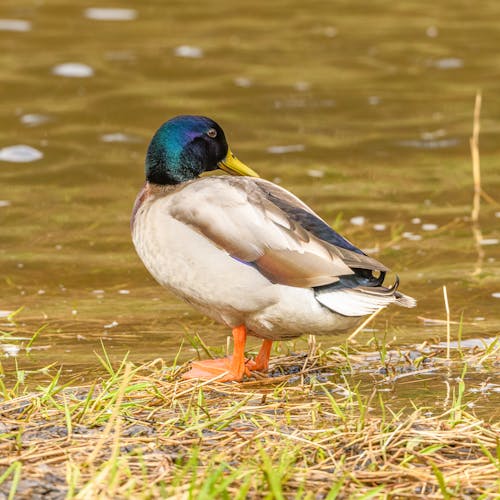 Kostenloses Stock Foto zu ente, erpel, männlich