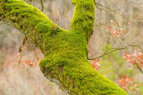 Free Detailed view of lush green moss on a tree trunk in a serene forest setting. Stock Photo