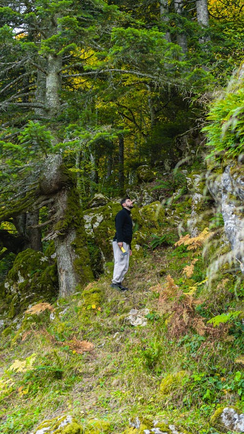 Kostnadsfri bild av läger, natur