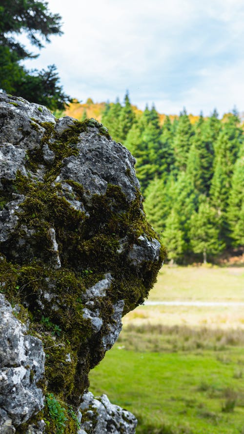 Kostenloses Stock Foto zu detail, lager, natur