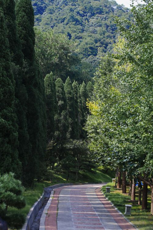 Free A peaceful walkway winding through a lush green forest under a sunny sky. Stock Photo