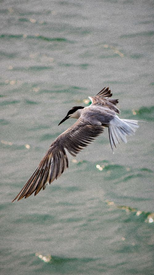 Free Seagull fly Stock Photo