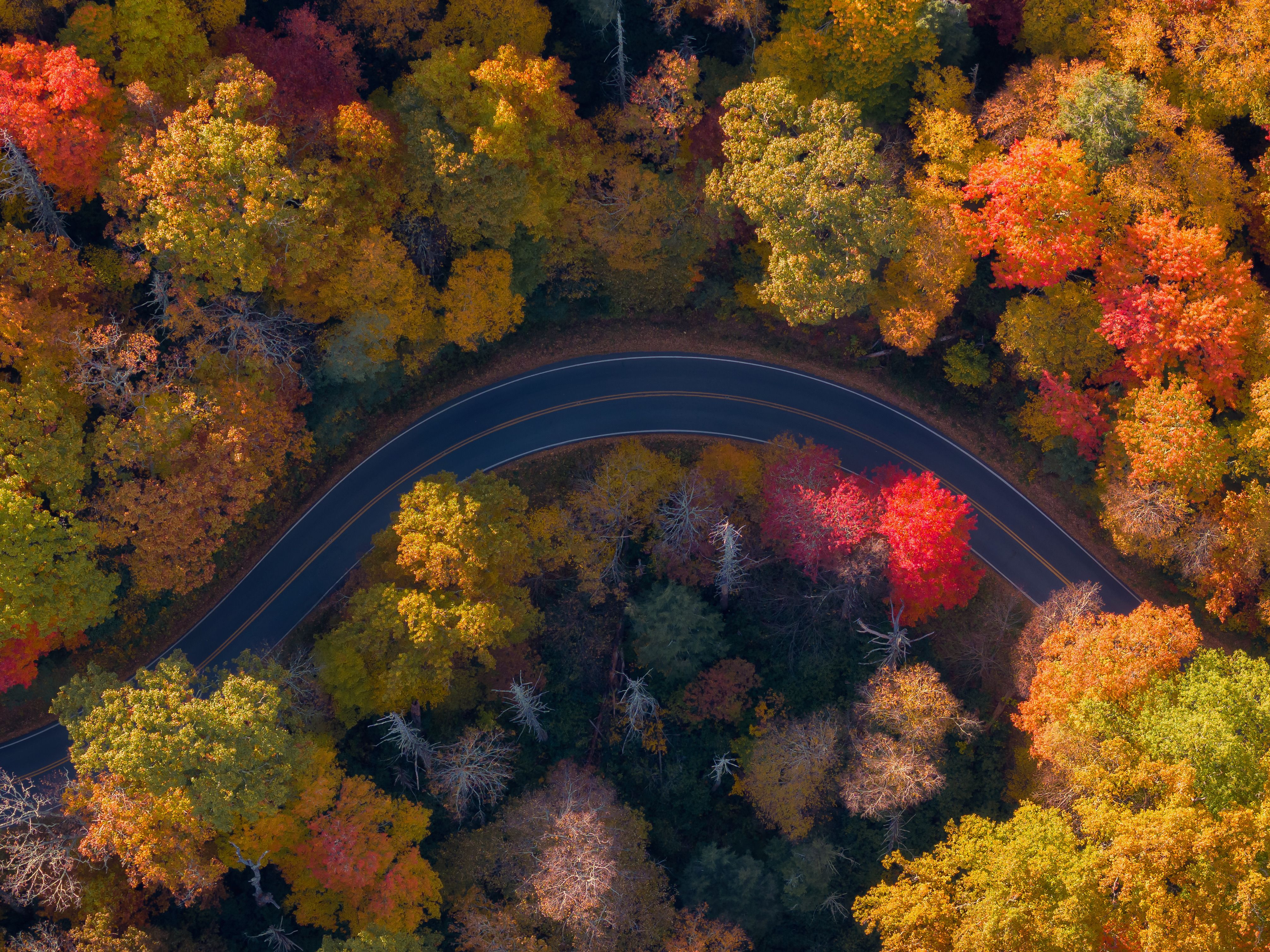 Aerial view of a curved road through a vibrant autumn forest