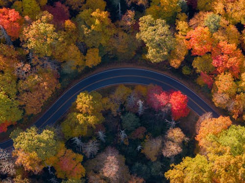 Road Curve in Forest in Autumn