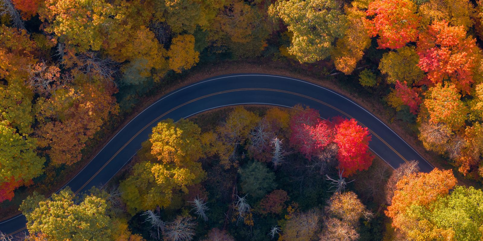 Aerial view of a curved road through a vibrant autumn forest