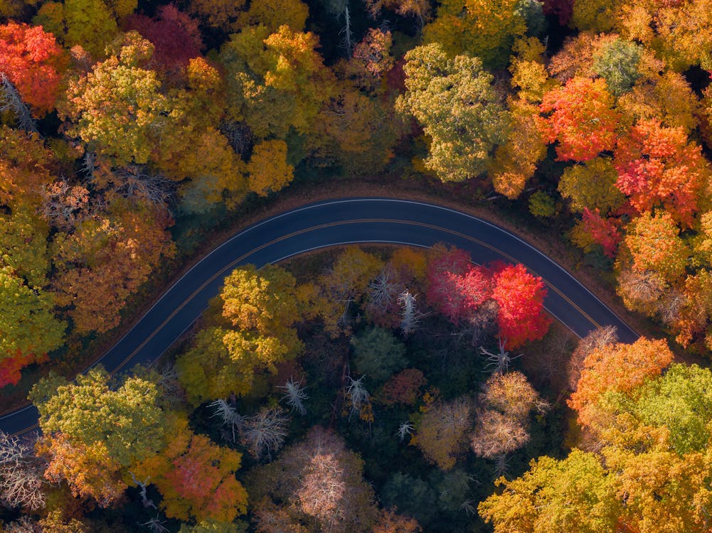 Road Curve in Forest in Autumn