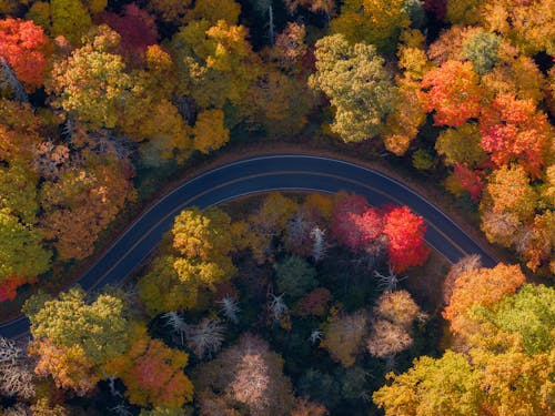 Free Road Curve in Forest in Autumn Stock Photo