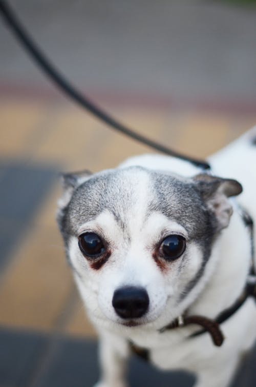 Chihuahua on Leash in Close-up View
