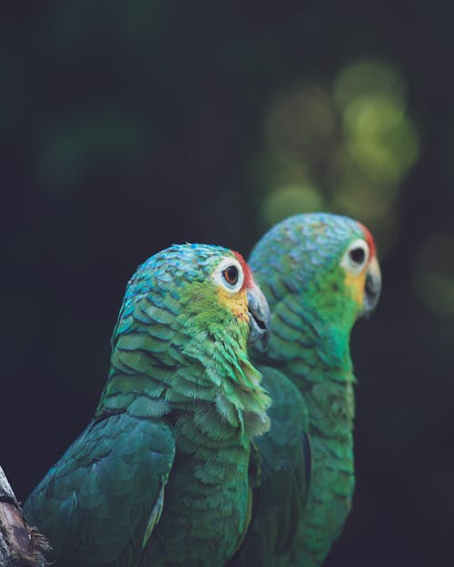 Two Green Parrot Birds